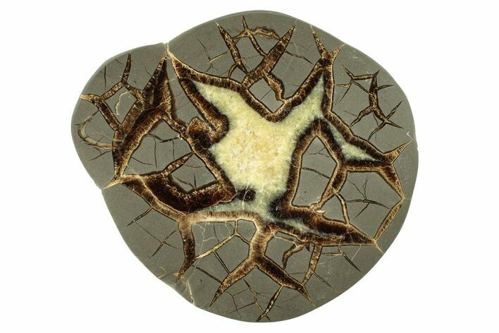 Polished Septarian Nodule End-Cut - Utah #264720